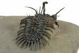 Short-Fork Walliserops Hammi Trilobite - Foum Zguid, Morocco #350488-5